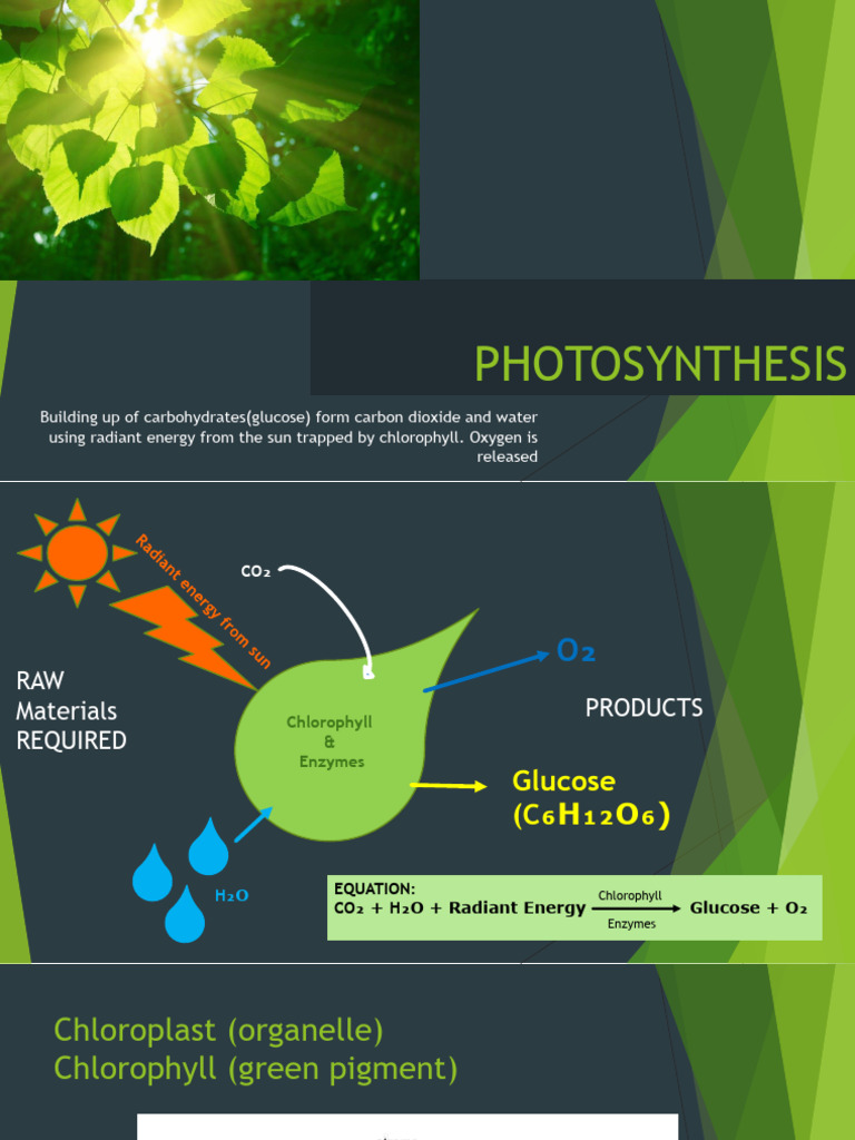 Understanding Photosynthesis Process | PDF | Photosynthesis | Carbon ...