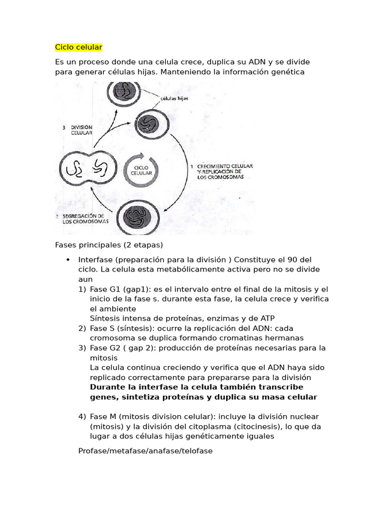 Fases del Ciclo Celular y su Regulación | PDF | Mitosis | Ciclo celular