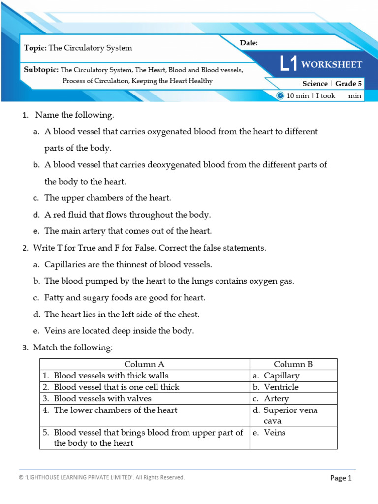 Circulatory System Worksheet for Grade 5 | PDF