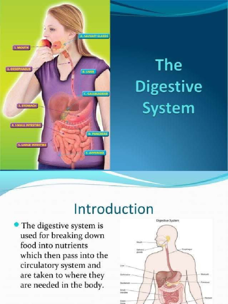 Digestive System | PDF