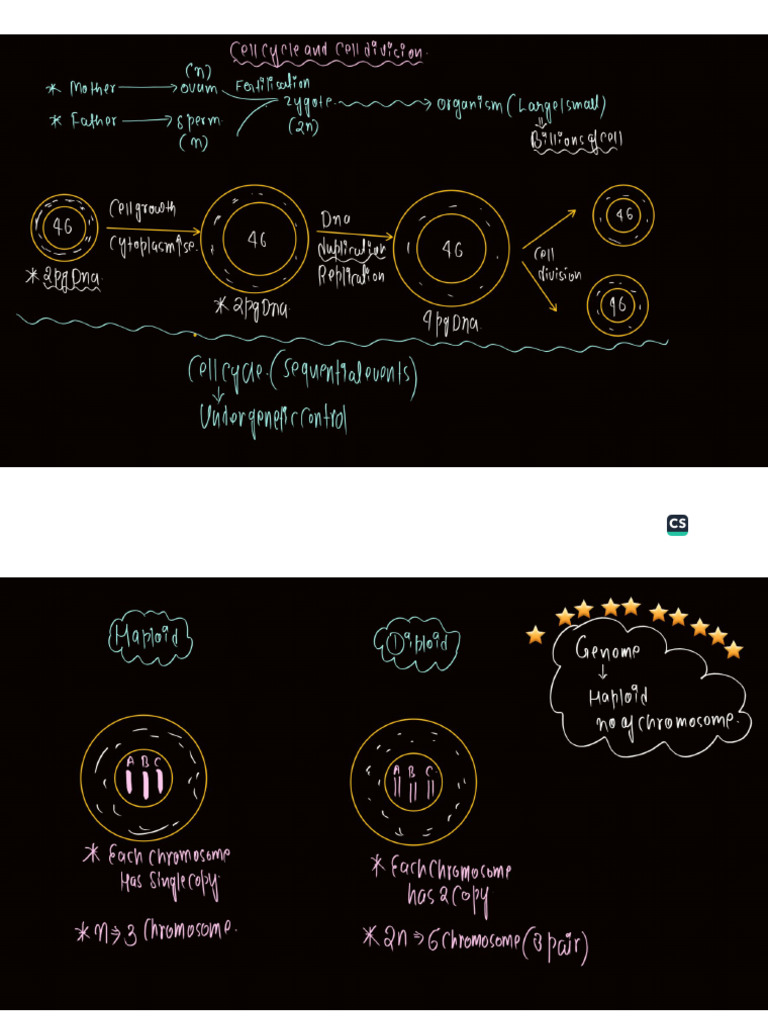 Cell Cycle and Cell Division Classroom Handwritten Notes | PDF