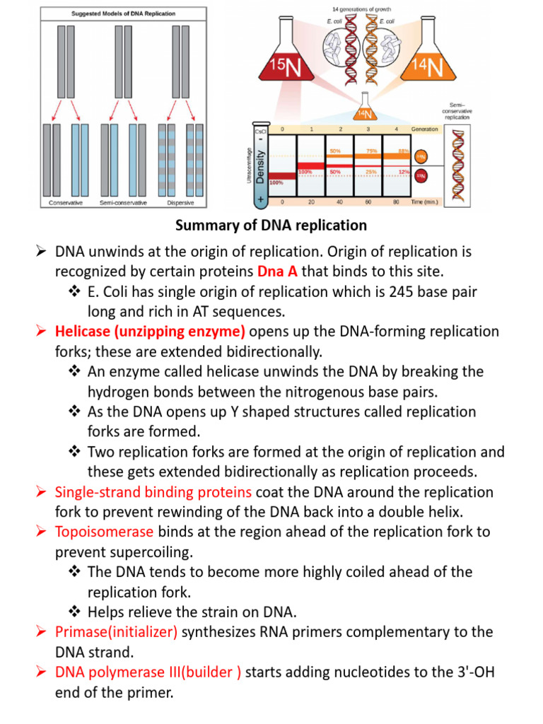 Dna Repliction Final One | PDF | Dna Replication | Telomere