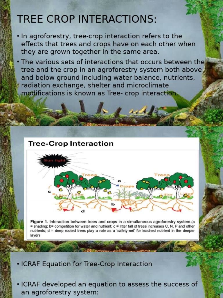 Tree-Crop Interactions in Agroforestry | PDF