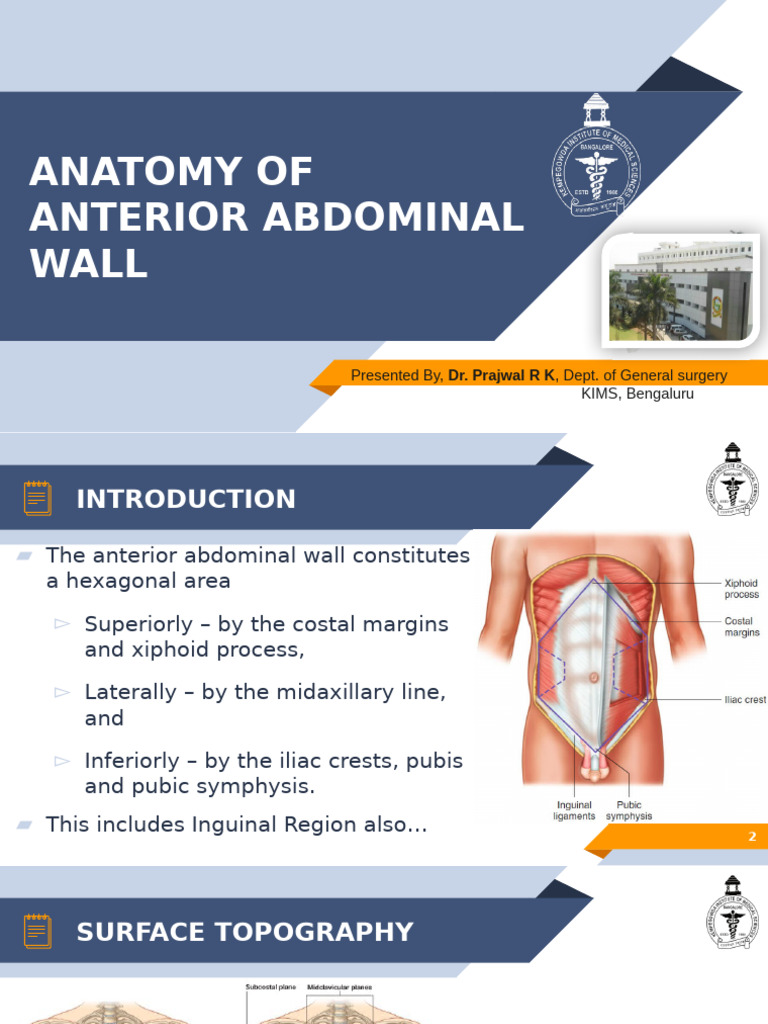 7 Layers of the Anterior Abdominal Wall | PDF | Abdomen | Soft Tissue