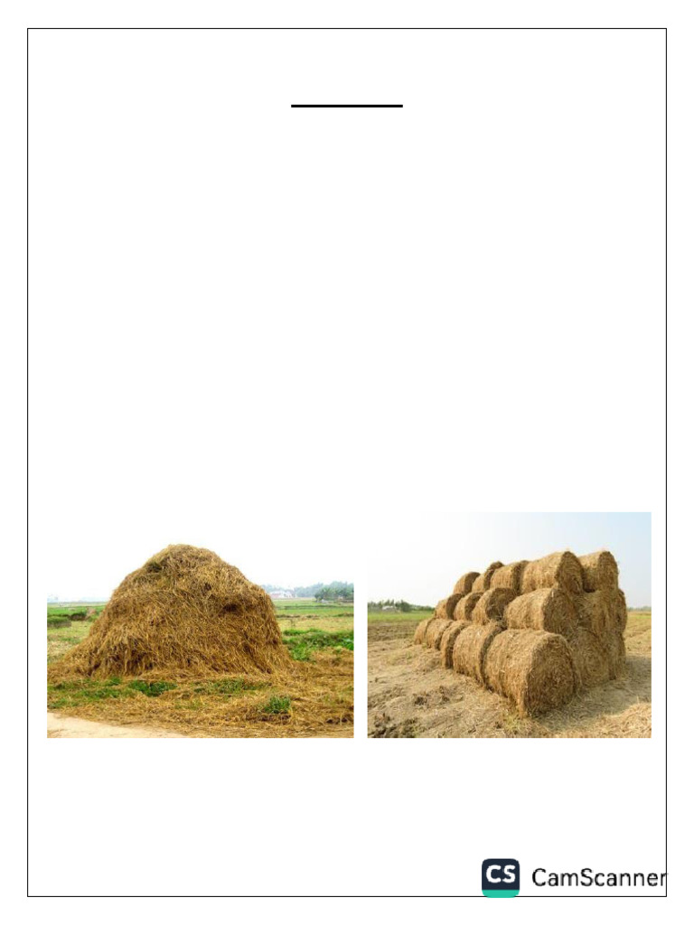 The Final Project | PDF | Rice | Agriculture