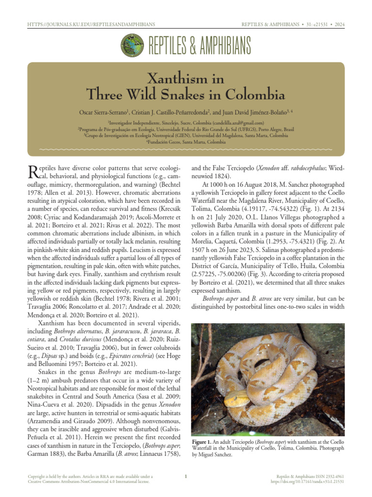 Xanthism in Colombian Snakes | PDF | Herpetology | Alethinophidia