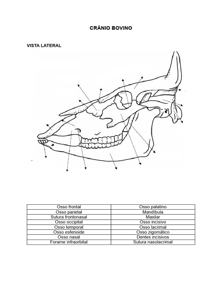 Anatomia Crânio Bovino | PDF