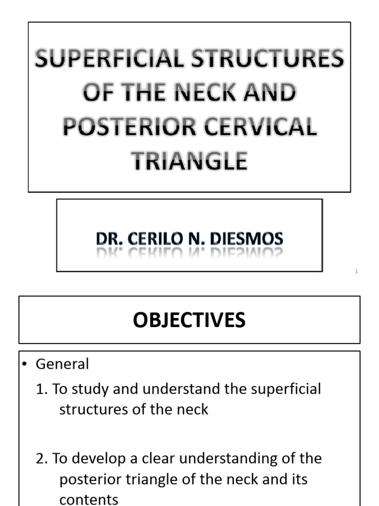 Superficial Structures of the Neck | PDF | Neck | Common Carotid Artery