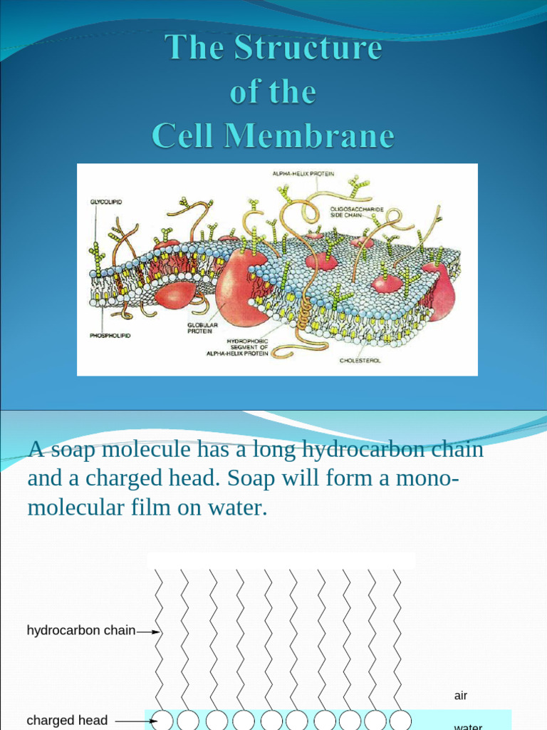 1.2 The Structure of The Cell Membrane | PDF | Cell Membrane | Cell ...
