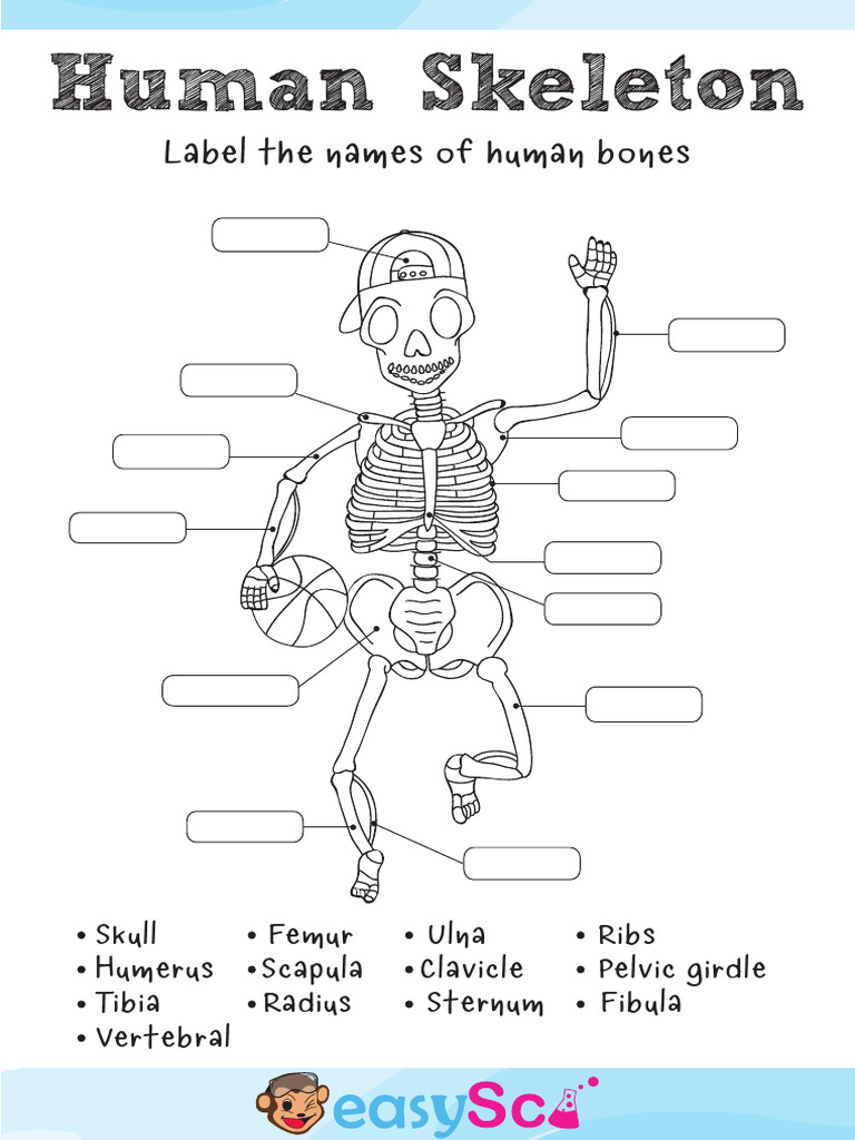 Labeled Human Skeleton Diagram | PDF