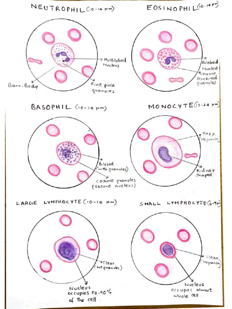 Diagram of Differential Leukocyte Count | PDF