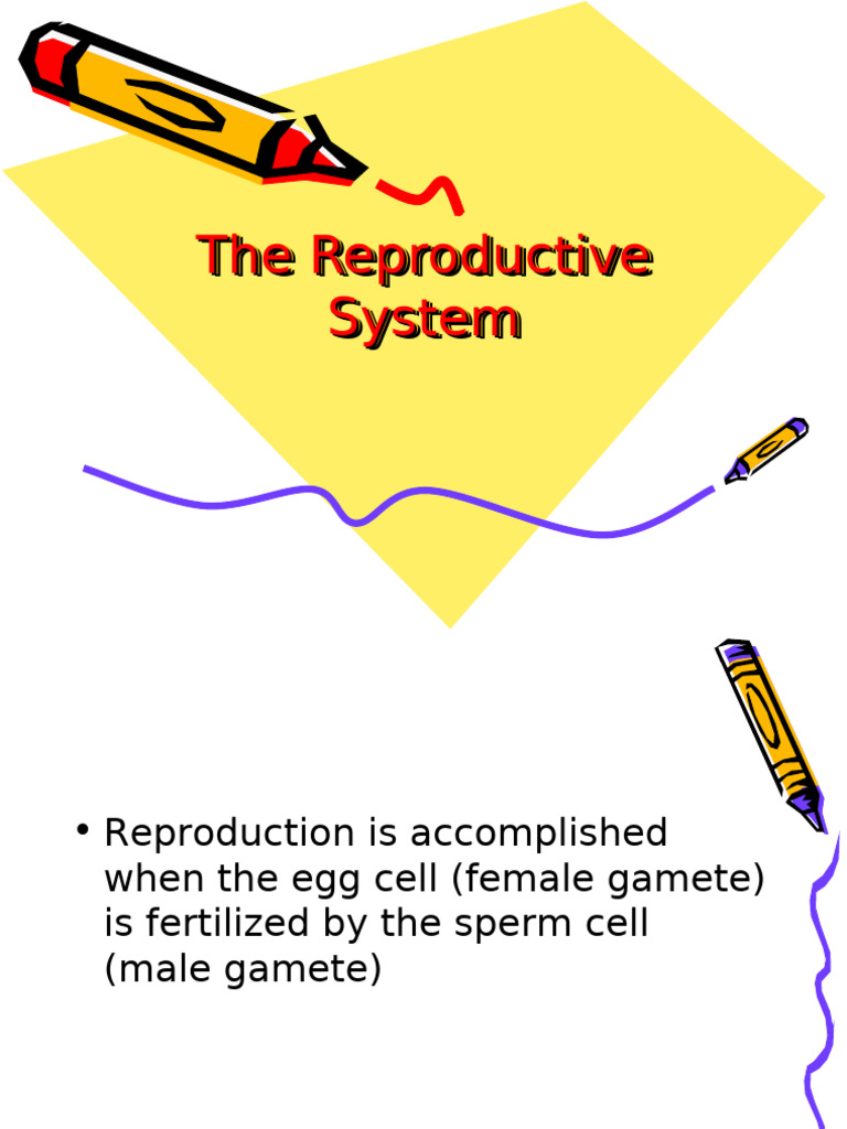 Understanding Ovariocele and Prostate Health | PDF | Vagina | Testicle