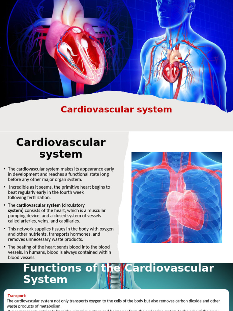 Cardiovascular System | PDF | Heart Valve | Heart