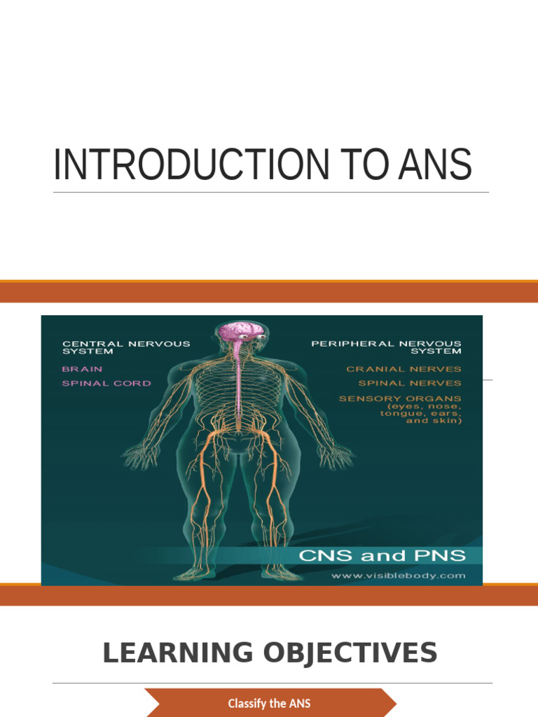 Overview of the Autonomic Nervous System | PDF | Acetylcholine ...