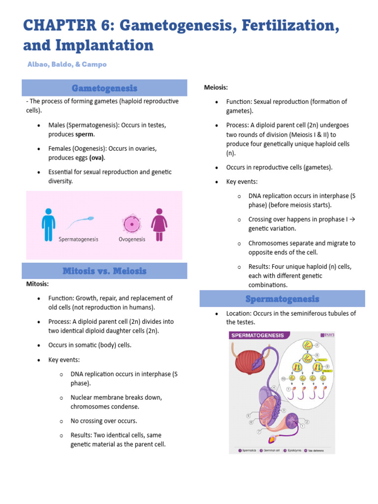 Gametogenesis and Fertilization Overview | PDF | Meiosis | Fertilisation