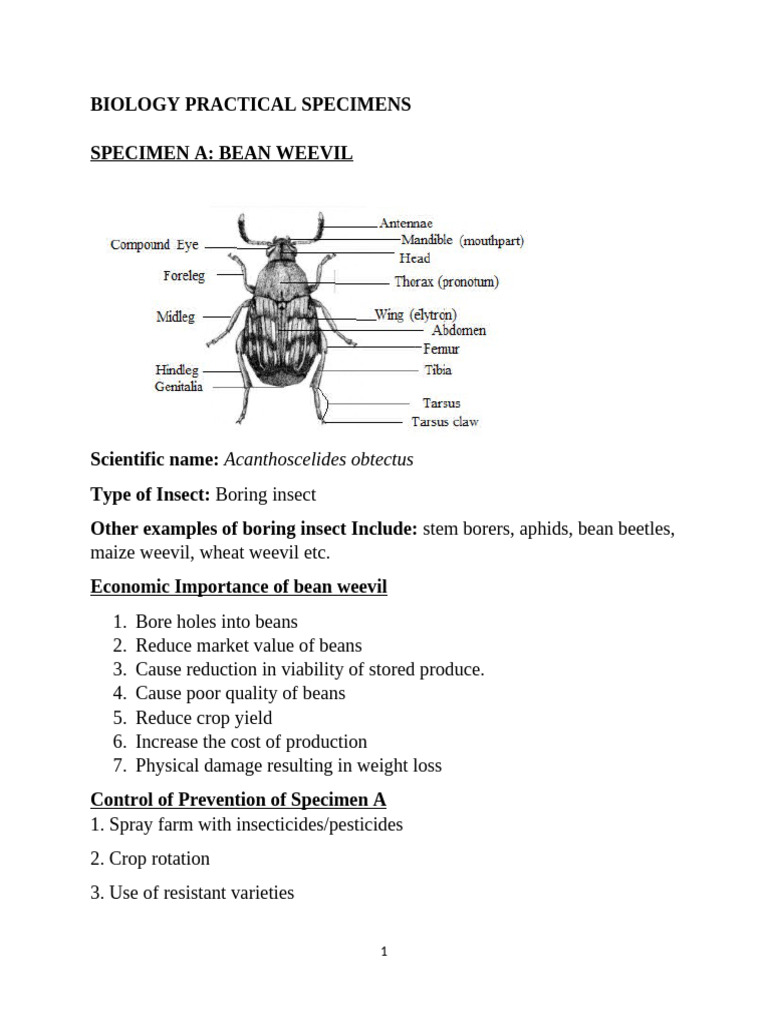 Biology Practical Specimen 2025 | PDF | Feather | Seed
