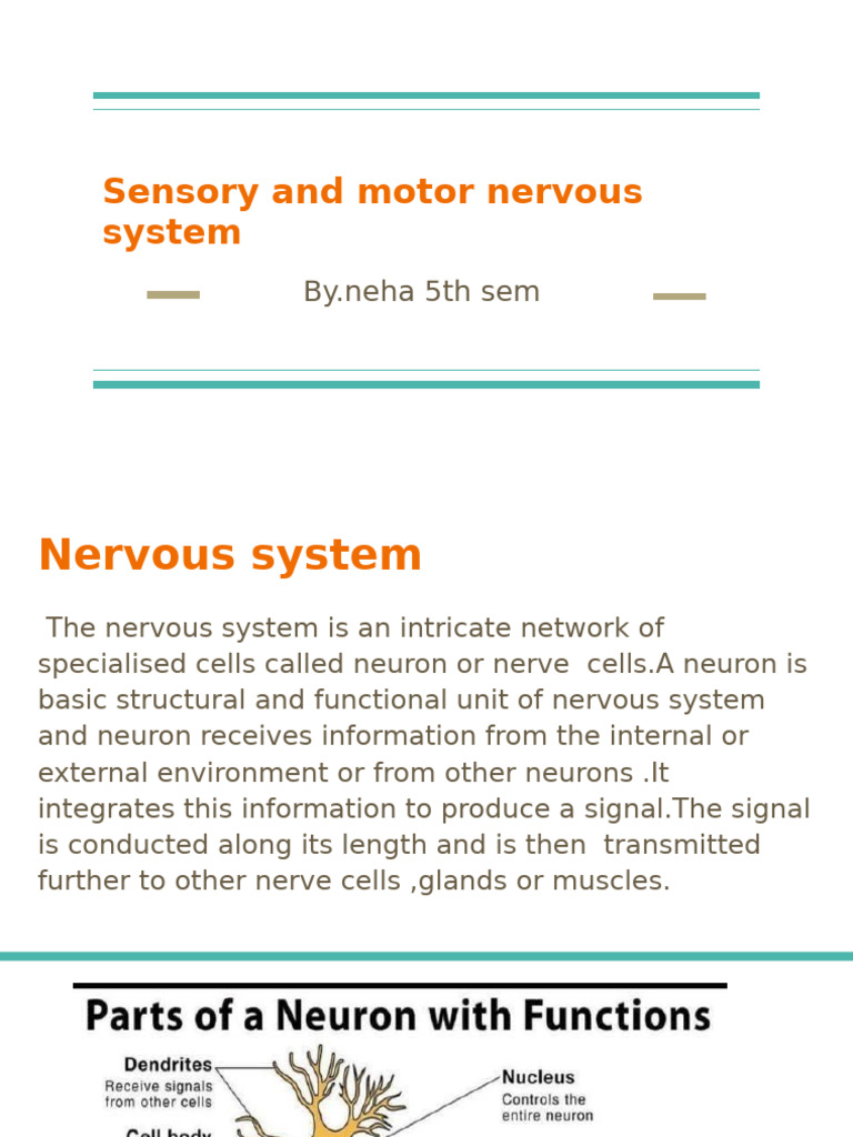 Sensory and Motor Nervous System Overview | PDF | Motor Neuron ...