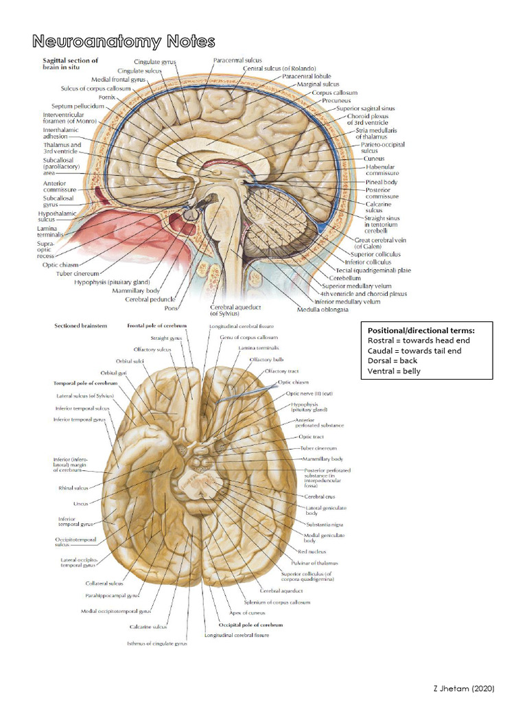 CSF Dynamics and Ventricular Anatomy | PDF | Cerebrospinal Fluid ...
