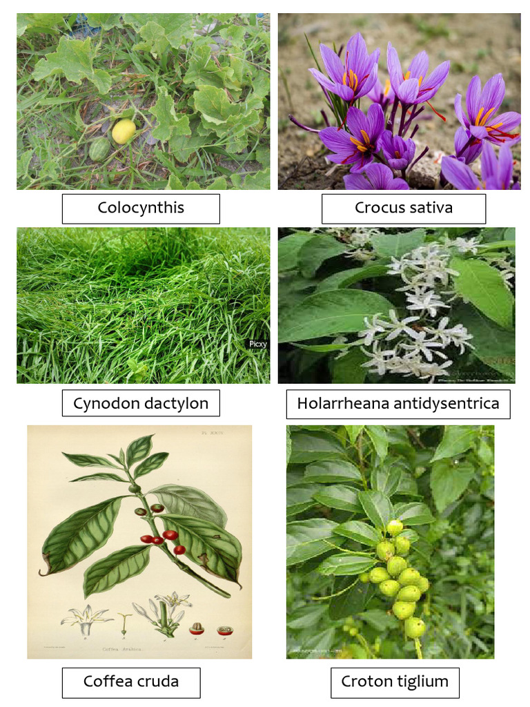 Plant Specimen Journal | PDF