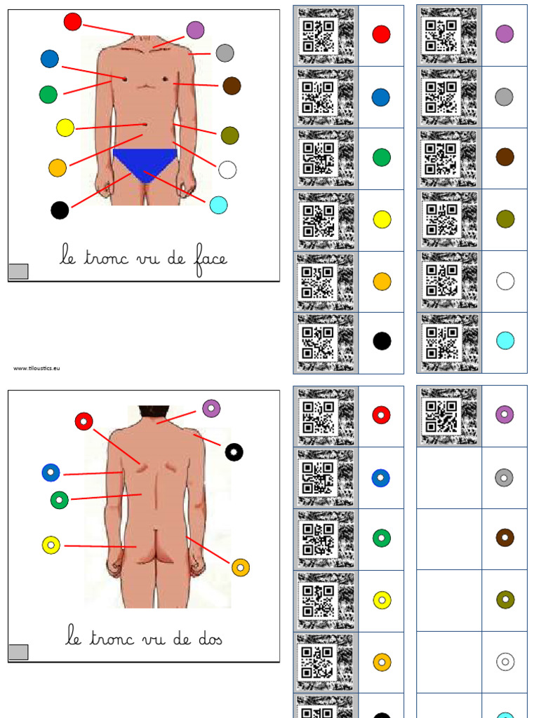 Le tronc-MM | PDF
