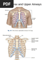 RAO Sternum X-Ray Positioning Guide | PDF | Thorax | Anatomical Terms ...
