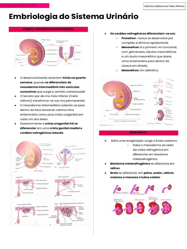 embriologia-do-sistema-urin-rio-pdf-rim-anatomia-animal