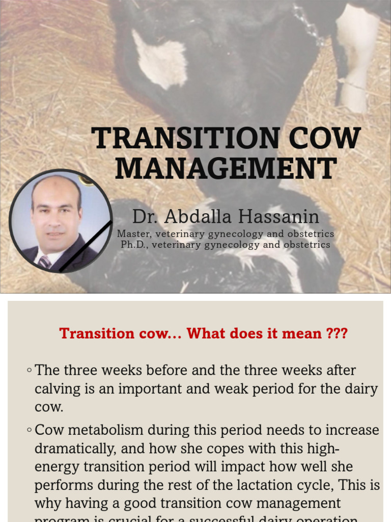 Transition Cow Management | PDF | Cattle | Dairy Cattle