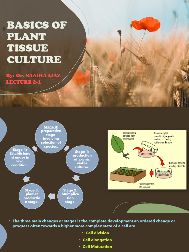 Plant Tissue Culture Basics Guide | PDF | Auxin | Agar