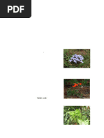 Indigenous Wild Fruits of Zimbabwe | PDF | Fruit | Edible Fruits