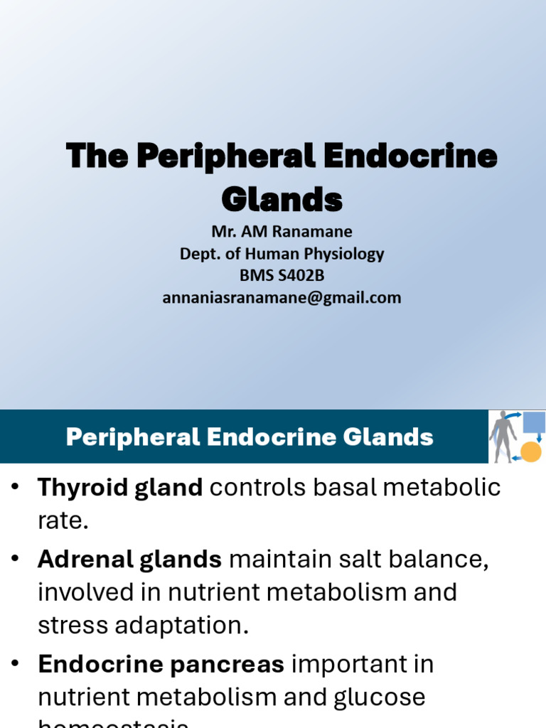 Overview of Peripheral Endocrine Glands | PDF | Adrenal Gland | Thyroid