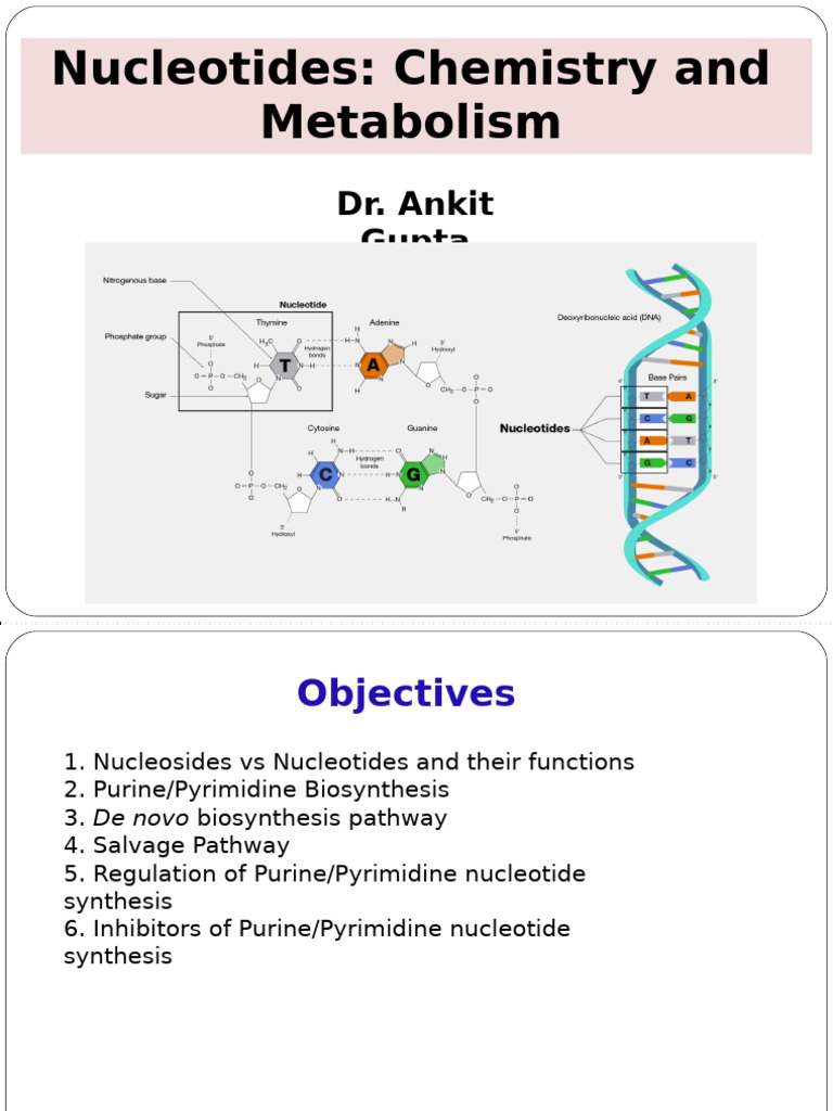AG-nucleotide & Metabolism - 300922 | PDF | Nucleotides | Biosynthesis