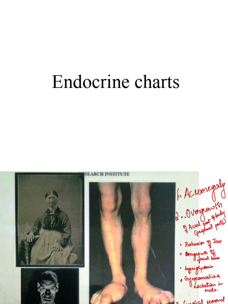 Endocrine Charts PDF | PDF