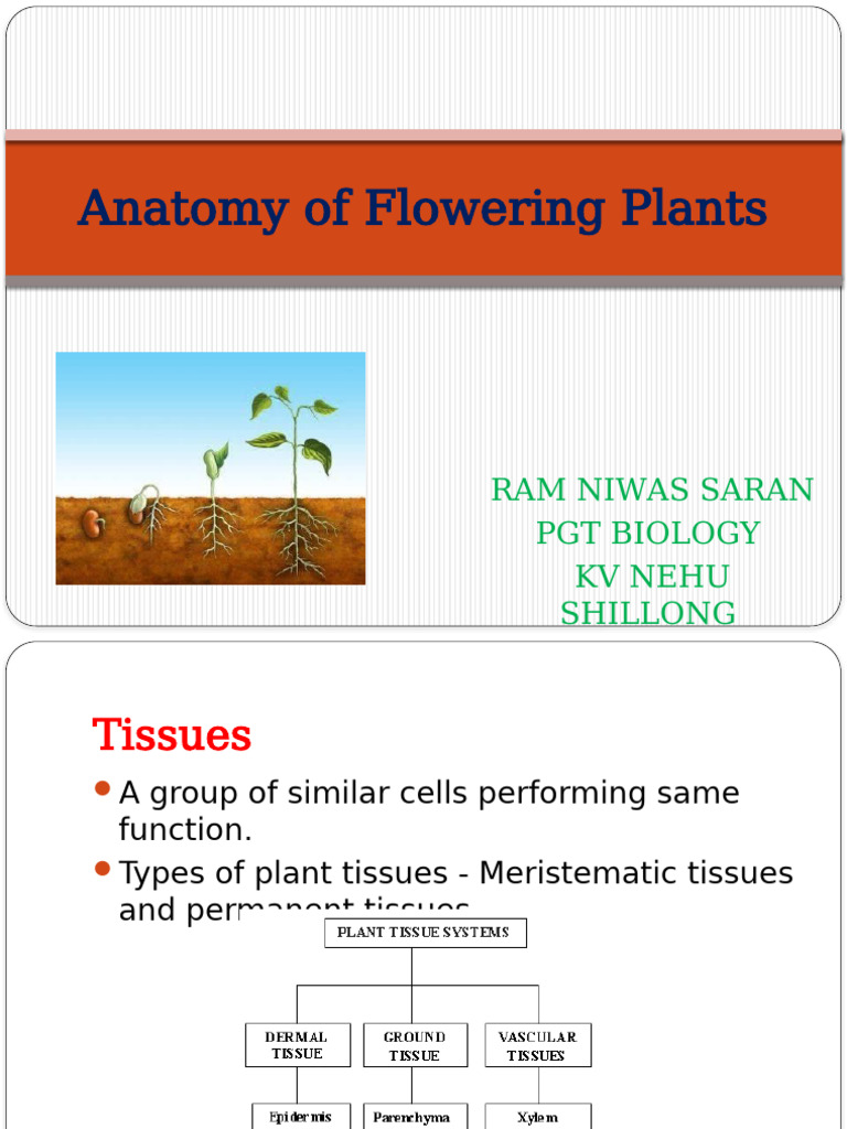 Anatomy of Flowering Plants Notes | PDF | Tissue (Biology) | Leaf