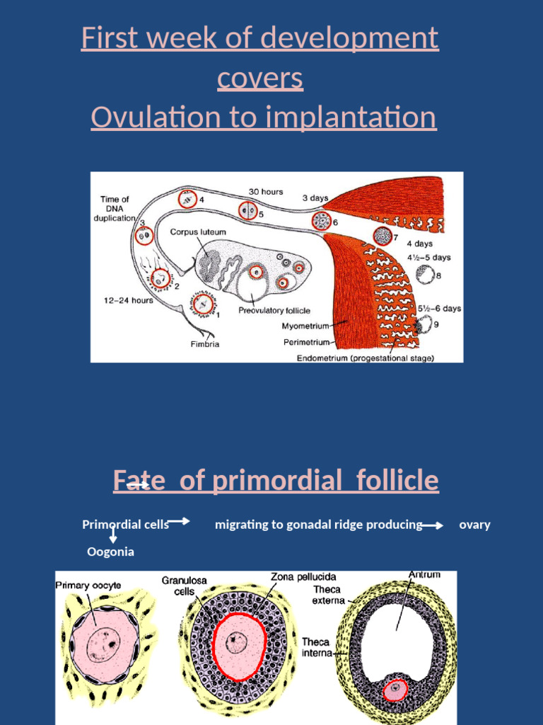 First Week of Development | PDF | Uterus | Biology