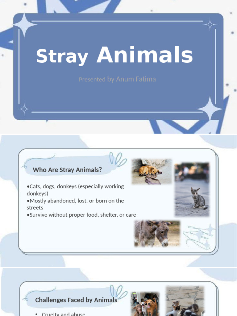 Stray Anum | PDF