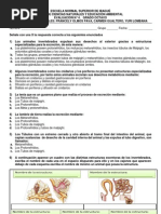 Evaluación 4. Excreción en Invertebrados y Vegetales