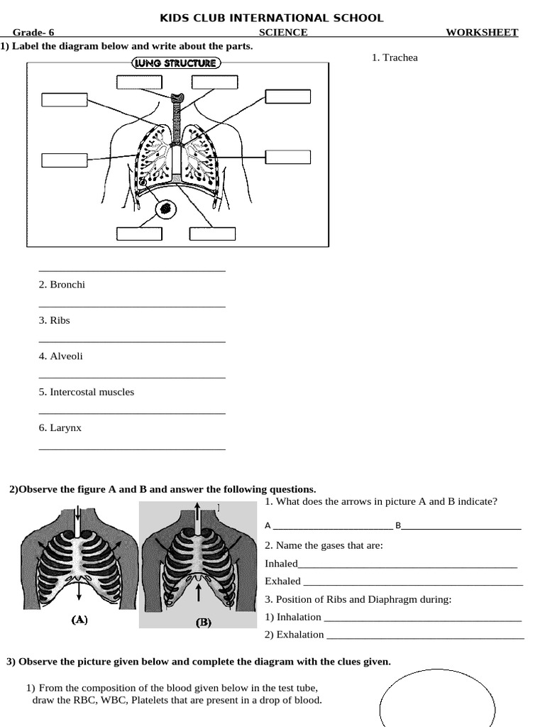 6th Grade Circulatory System Worksheet | PDF | Exhalation | Anatomy