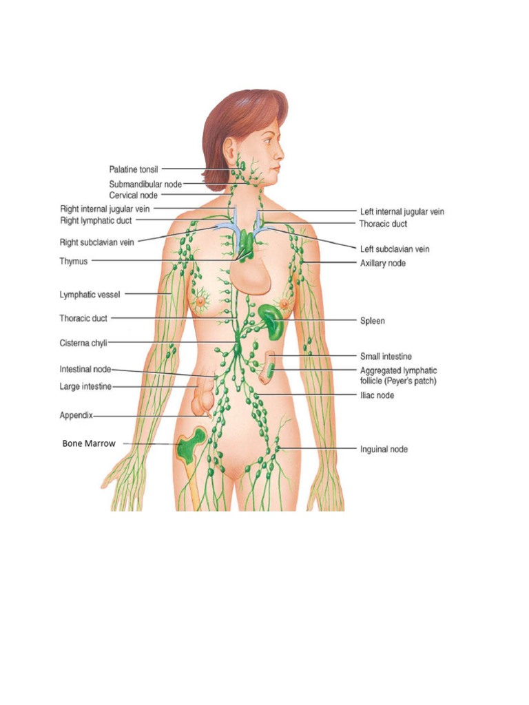 Lymphatic System Anatomy Lab | PDF
