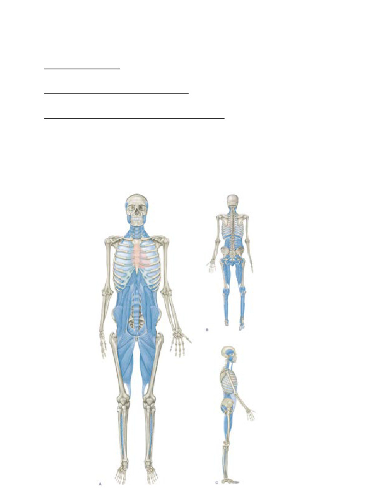 Deep Front Line Anatomy Resources | PDF