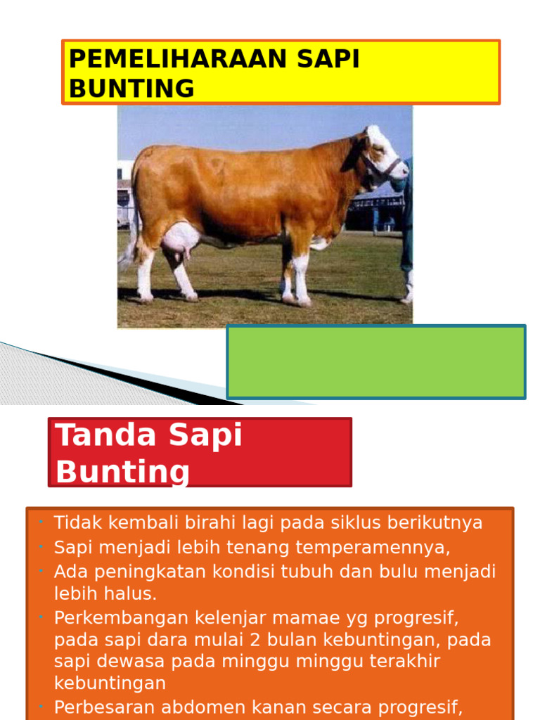 Panduan Perawatan Sapi Bunting dan Melahirkan | PDF