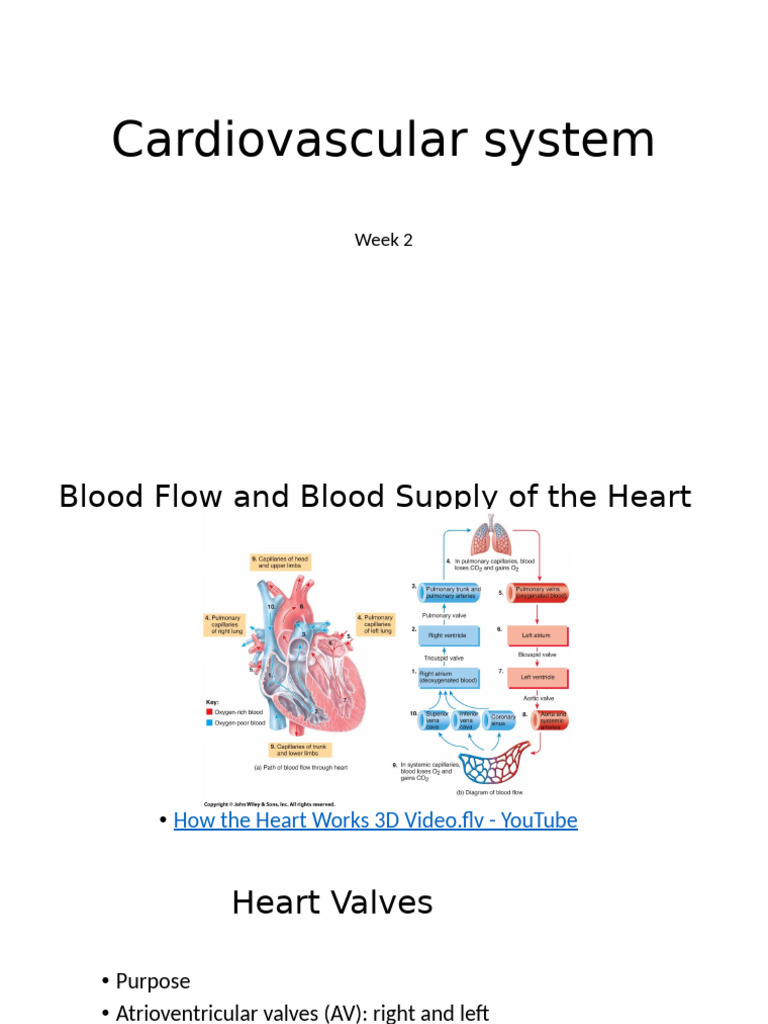 Cardiovascular System Heart Notes Part 2 Valves Flow | PDF | Heart ...
