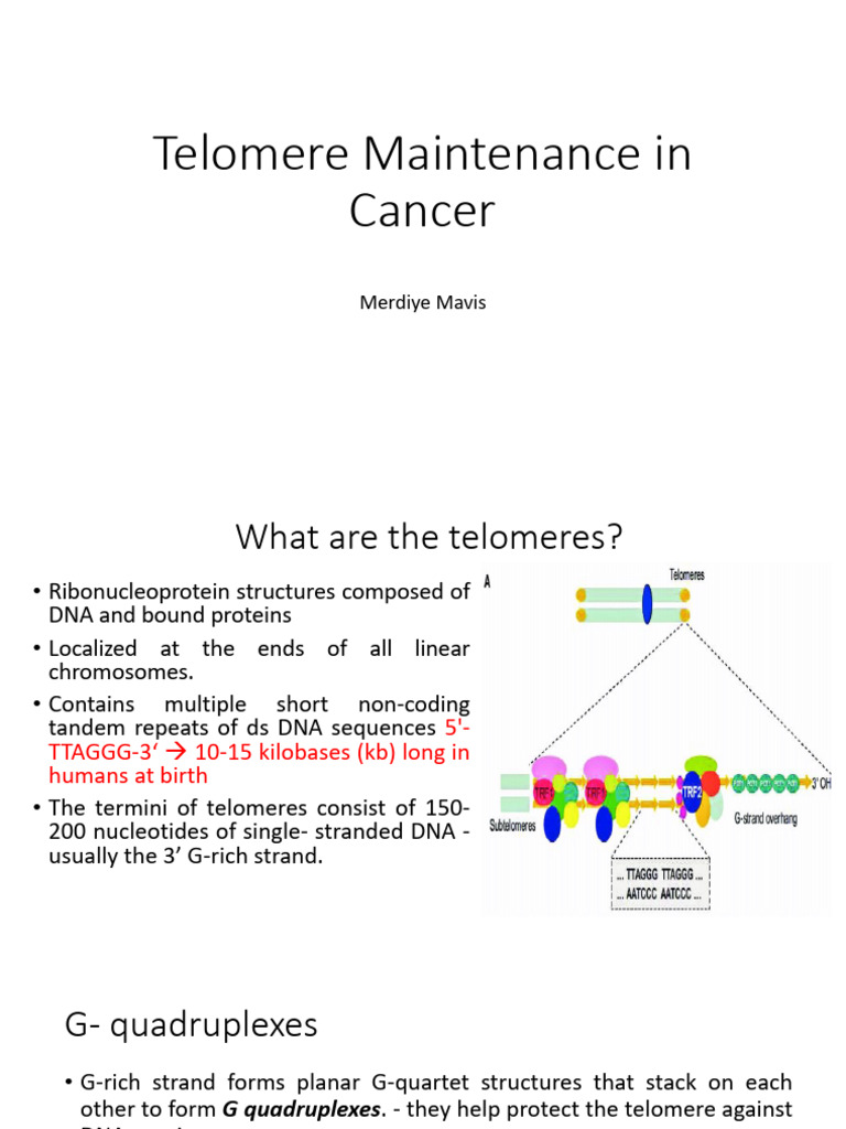 Telomere Maintenance Mechanisms in Cancer | PDF | Telomere | Dna