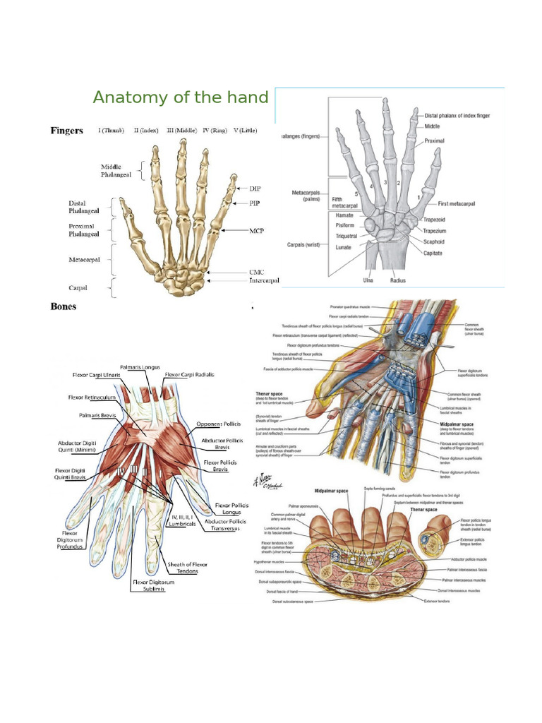 Basic Hand Anatomy Summary | PDF | Thumb | Hand
