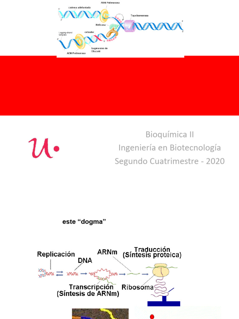 Replicación del ADN y topoisomerasas | PDF | Replicación De Adn | Adn