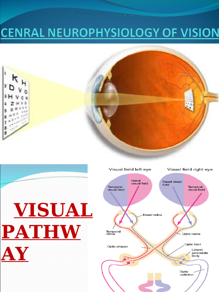 Neurophysiology of Vision Explained | PDF | Visual Cortex | Visual System