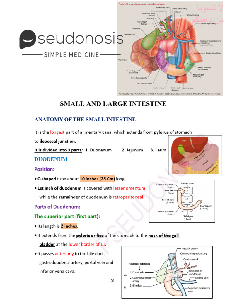 Anatomy of Small Intestine Explained | PDF | Abdomen | Digestive System