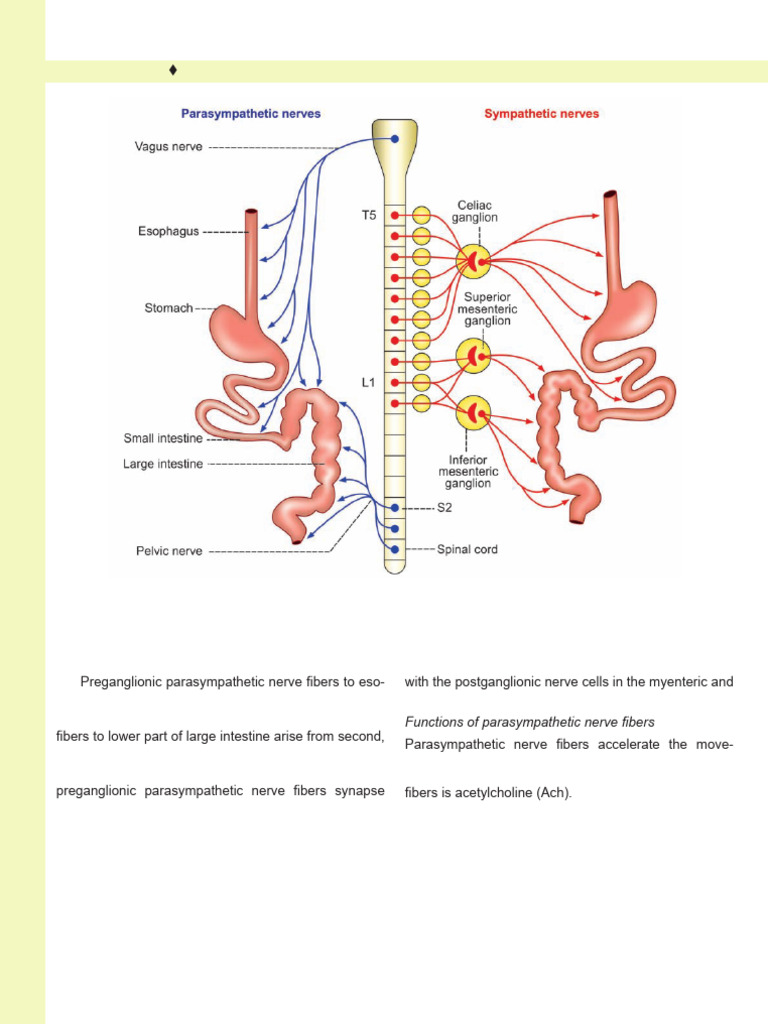 Extrinsic Nerve Supply To GI Tract | PDF