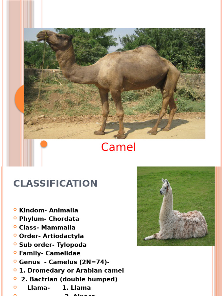 Camel Classification and Management | PDF | Camel | Milk