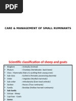 Introduction to Sheep Production Basics | PDF | Sheep | Lamb And Mutton