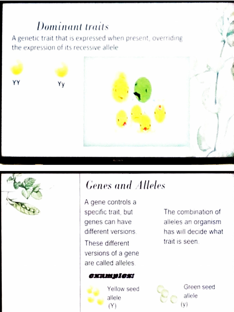 Oloo | PDF